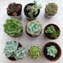 Succulents Image 3