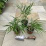 Japanese Forest Grass - Hakonechloa macra Image 4