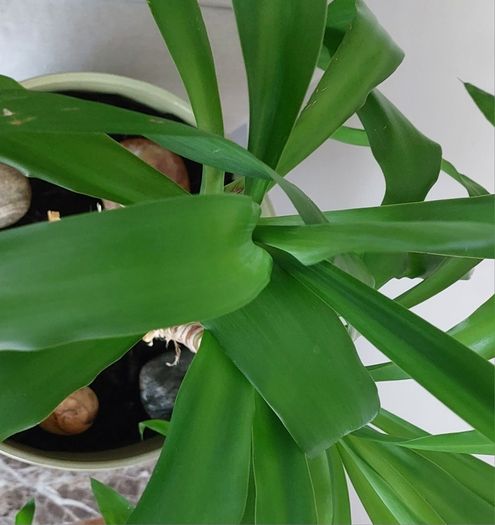 90cm Yucca Plant + Large Decorative Pot