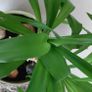 90cm Yucca Plant + Large Decorative Pot Image 2