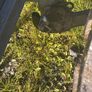 Creep Feeder Image 8