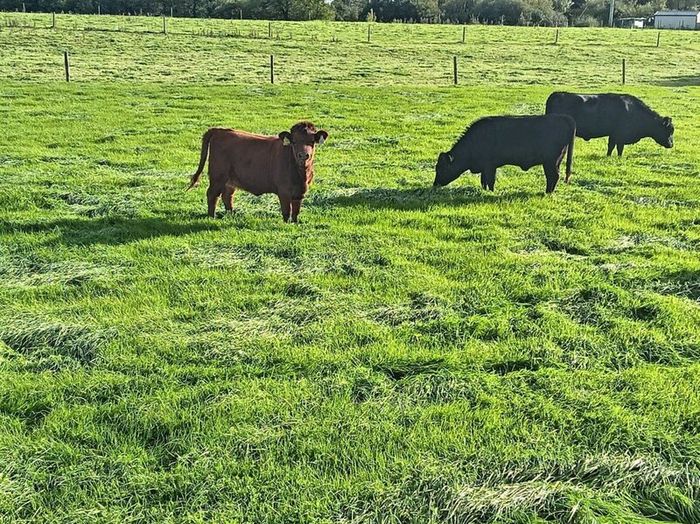 Dexter heifers and bulls