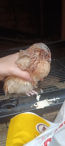 quail