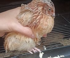quail