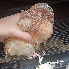 quail