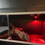 3 ft reptile Image 4