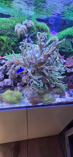 red sea reefer g2 250