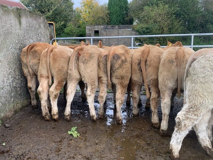 35 super 380kg charlaois heifers