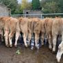35 super 380kg charlaois heifers Image 8