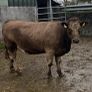 Incalf Heifer Image 2