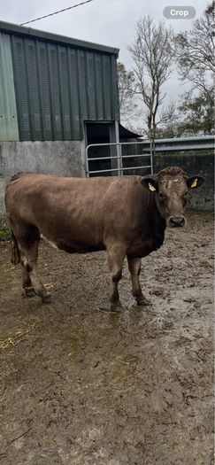Incalf Heifer