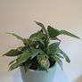 Indoor plant Image 2