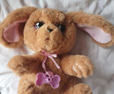 Free pets alive teddies