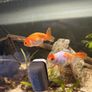fish Image 4