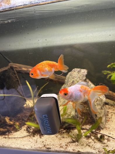 fish