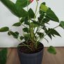 Anthurium plant Image 4