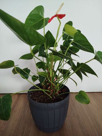 Anthurium plant