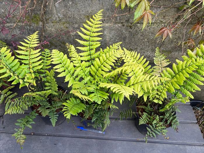 Dryopteris Wallichiana (Wallich s Wood Fern)