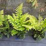 Dryopteris Wallichiana (Wallich s Wood Fern) Image 2