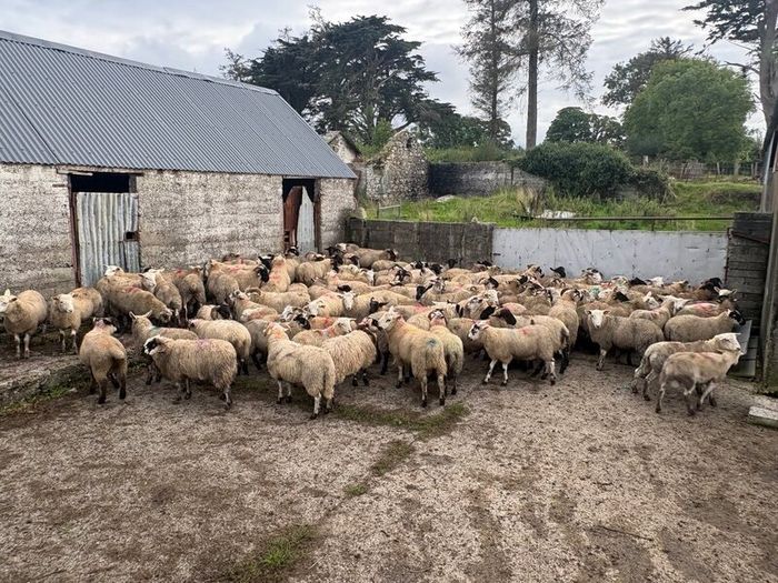 120 store lambs (32-37kg)