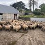 120 store lambs (32-37kg) Image 3