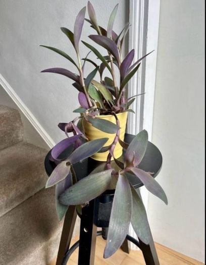 tradescantia pallida plant