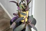 tradescantia pallida plant