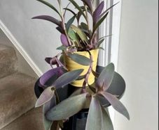 tradescantia pallida plant