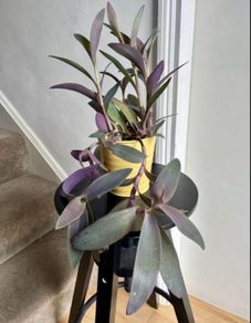 tradescantia pallida plant