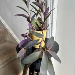 tradescantia pallida plant