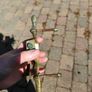 Vintage brass door knocker Image 2