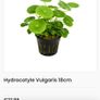 Plant Image 4