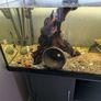 Juwel fish tank Image 8