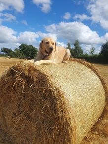 Hay and straw