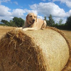 Wheaten Straw 4x4