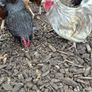 Bantom roosters Image 3