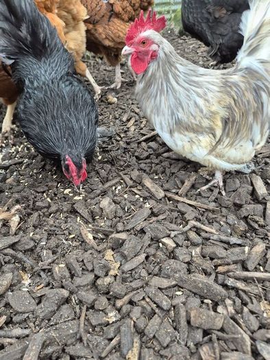 Bantom roosters