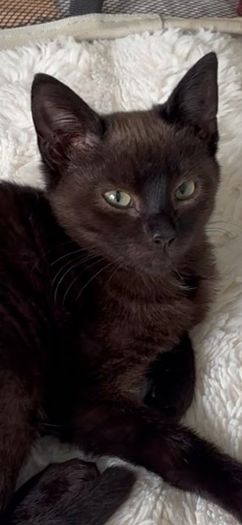 kittens for adoption boy light , girl brown