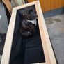 Handmade Raised Garden Planter  Solid treated Wood (1m)  (dog not included ) Image 6