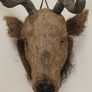 wall mount deer head Image 6
