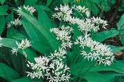 (R) Ramsons Wild Garlic seeds 0.2g (40s) Perennial (220250)
