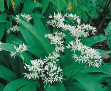 (R) Ramsons Wild Garlic seeds 0.2g (40s) Perennial (220250)