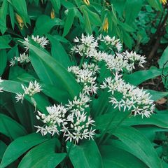 (R) Ramsons Wild Garlic seeds 0.2g (40s) Perennial (220250)