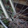 Bike Image 6