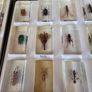 insects in resin Image 6
