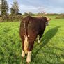 Hereford Bull Image 7