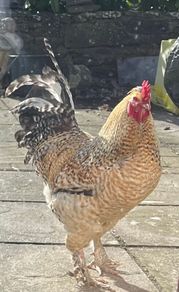 Bielefelder Rooster