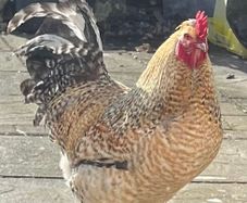 Bielefelder Rooster