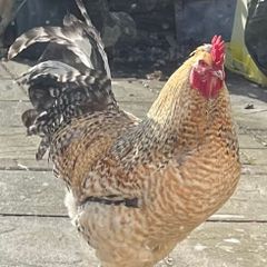 Bielefelder Rooster