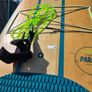 Jobe Parana Bamboo 11'6 Hard SUP Paddle Board with Paddle & Leash Image 4